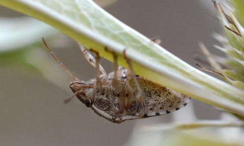 Staria lunata